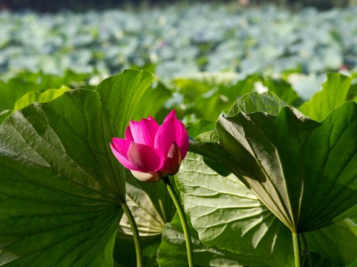 黑龍江能養(yǎng)荷花嗎