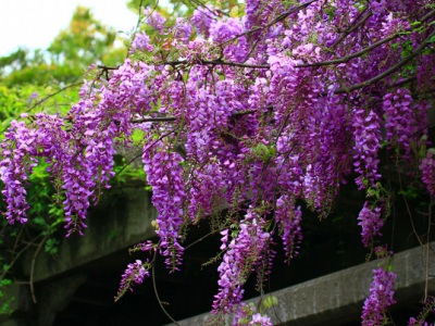 紫藤東北能過(guò)冬嗎？