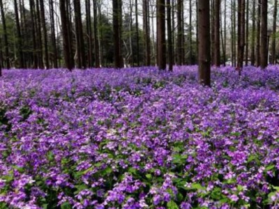 二月蘭夏天開花嗎？