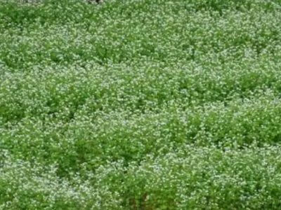 秋蕎麥什么時間種植好