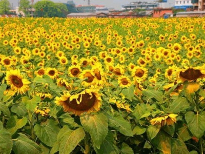 向日葵7月份可以種植嗎？