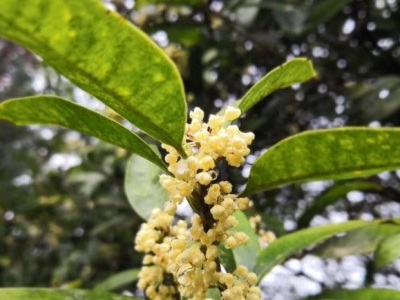 桂花樹(shù)河北能種植嗎？