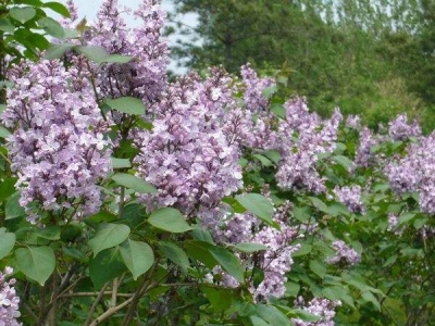 紫丁香和丁香花是同一種花嗎？