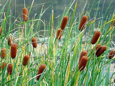 菖蒲什么時(shí)候開花？