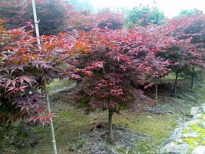 紅楓配什么植物,楓樹(shù)和什么植物搭配