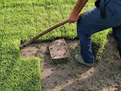 結縷草可以在廣西種