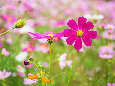 7月份可以種植格桑花嗎？