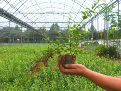 扶芳藤是什么植物