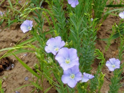 藍(lán)花亞麻的播種時間