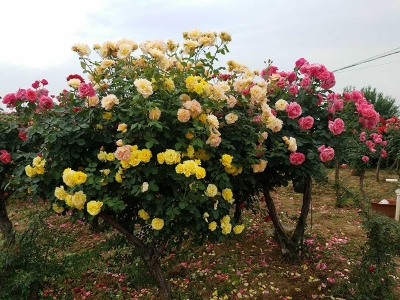 樹(shù)狀月季花樹(shù)北方能種植嗎？