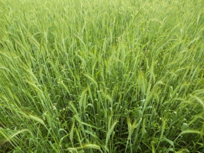 黑麥草7月份能種嗎