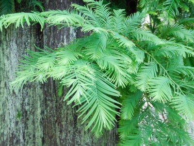 水杉樹北方能種植嗎