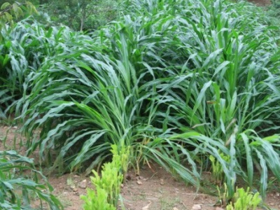 墨西哥玉米草東北可以種植