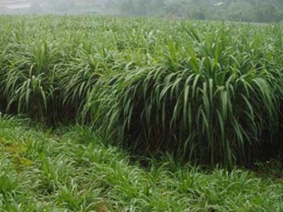 東北黑土適合種植什么牧草？