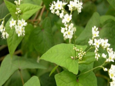 甜蕎麥?zhǔn)裁磿r候種植？