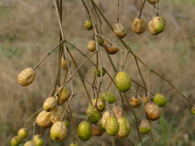 苦楝樹什么時候發(fā)芽