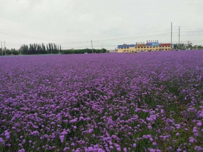 柳葉馬鞭草10月可以開花么？