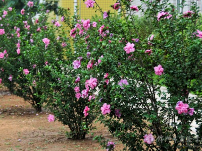 木槿花什么時候種植比較好？