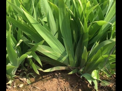 鳶尾是常綠植物嗎？