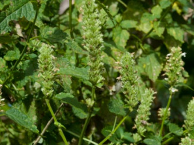 藿香剛發(fā)芽什么樣子？