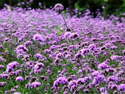 馬鞭草7月份有花嗎？