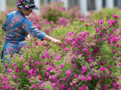 海拔1300米適合種什么花？