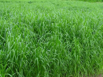 黑麥草十月份能種植嗎？