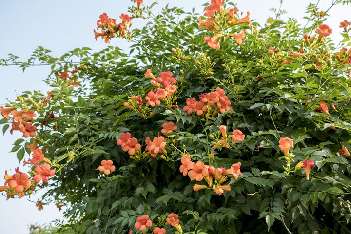 凌霄花能爬墻嗎