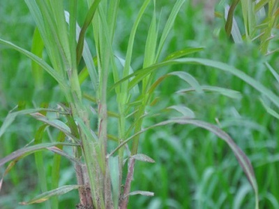 夏天播撒草種子可以嗎?