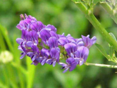 能在基本農(nóng)田種植飼草嗎？