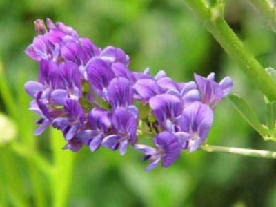 夏季適合種植哪些魚(yú)類(lèi)飼草？