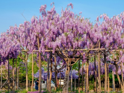 紫藤花什么時候開花？