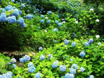 繡球花種子幾月份播種？