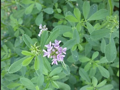 紫花苜蓿種子在北方什么時(shí)候種？