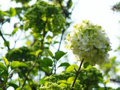 繡球花幾月種植好？