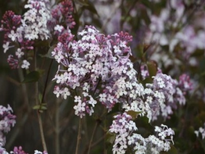 東北丁香花幾月種植？