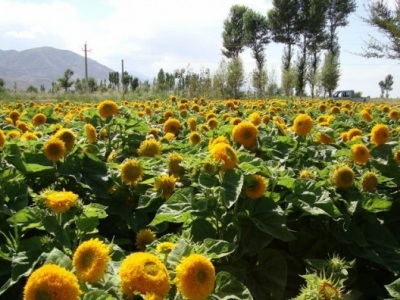 北方地區(qū)葵花在幾月份種植？