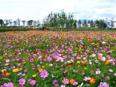 波斯菊多大開(kāi)花？