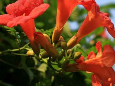 凌霄花在夏季怕熱嗎？