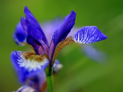 馬蘭花什么時(shí)候移栽最好？