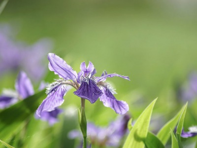 鳶尾種子發(fā)芽最適溫度？