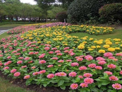 中國(guó)花卉種子種植基地？