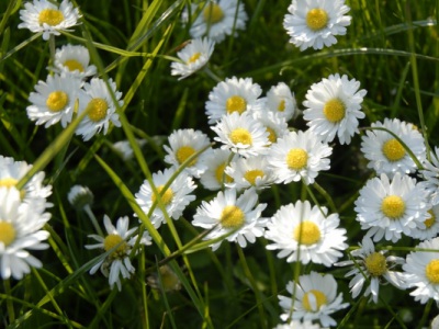 雛菊種子發(fā)芽溫度？