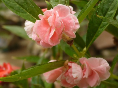 鳳仙花怕水嗎？