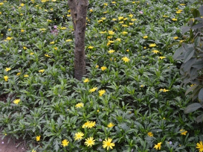 串葉松香草種植方法？