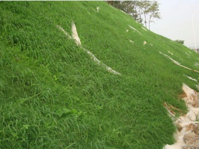 植草護坡工程中要注意些什么？