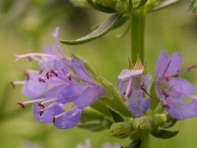 留蘭香薄荷能開(kāi)花嗎？