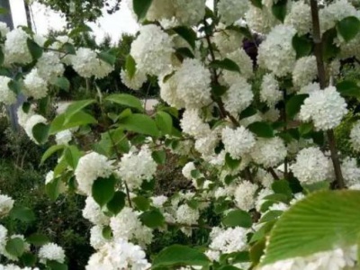 木本繡球花香嗎？