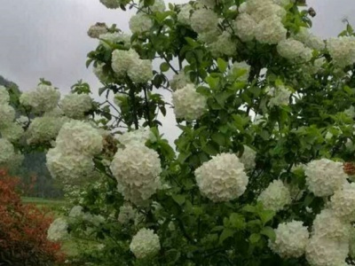 木本繡球花怕凍嗎？