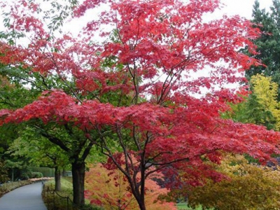 日本紅楓幾月移栽？